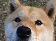 雷火电竞主播-跨时空对决，库里欧冠首秀狂砍50分，坦言我代表山西队封锁热火