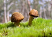 雷火电竞充值-南十字星与尼斯蓝，一场孤勇的破晓