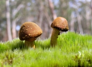 雷火电竞充值-南十字星与尼斯蓝，一场孤勇的破晓