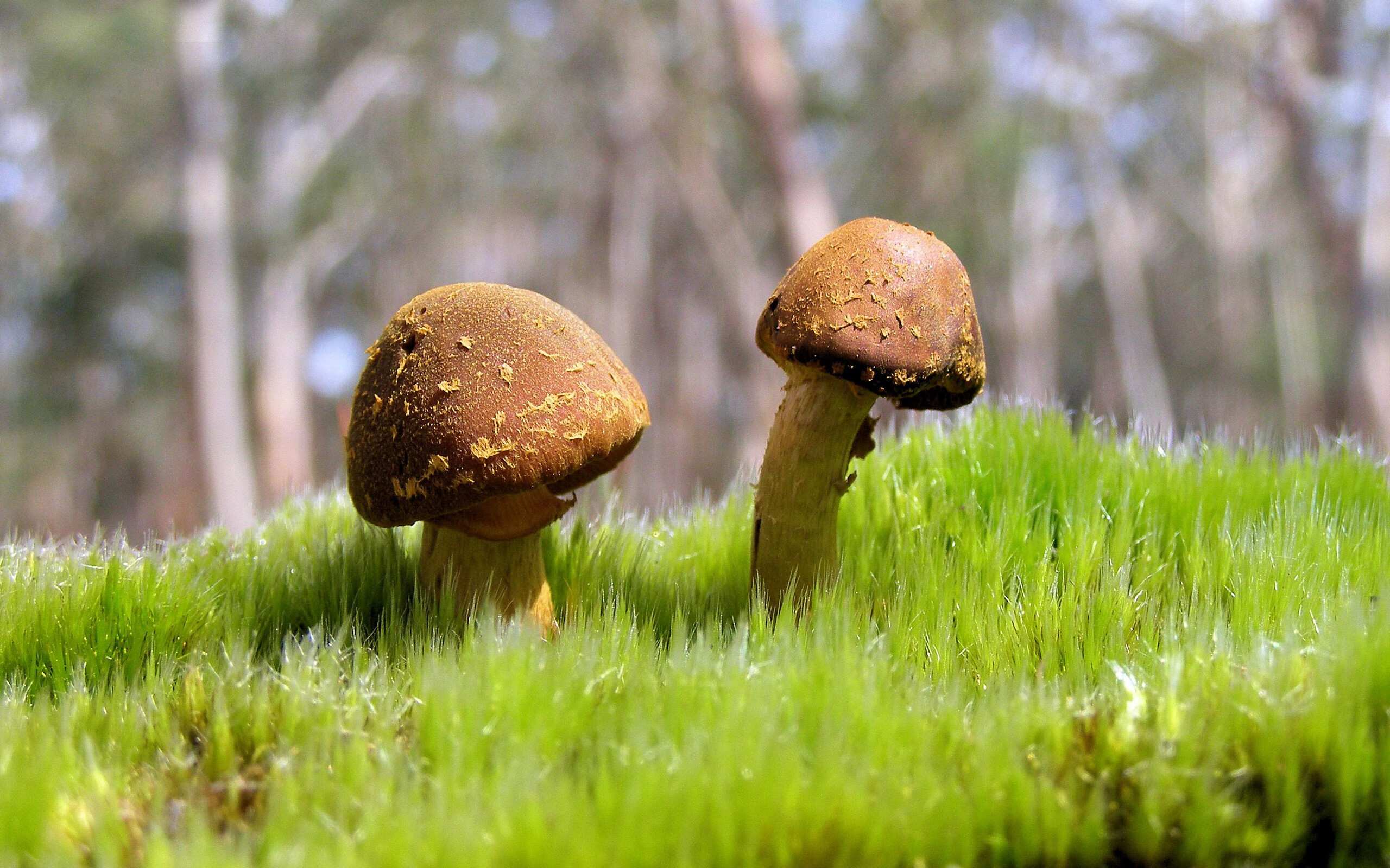 南十字星与尼斯蓝，一场孤勇的破晓