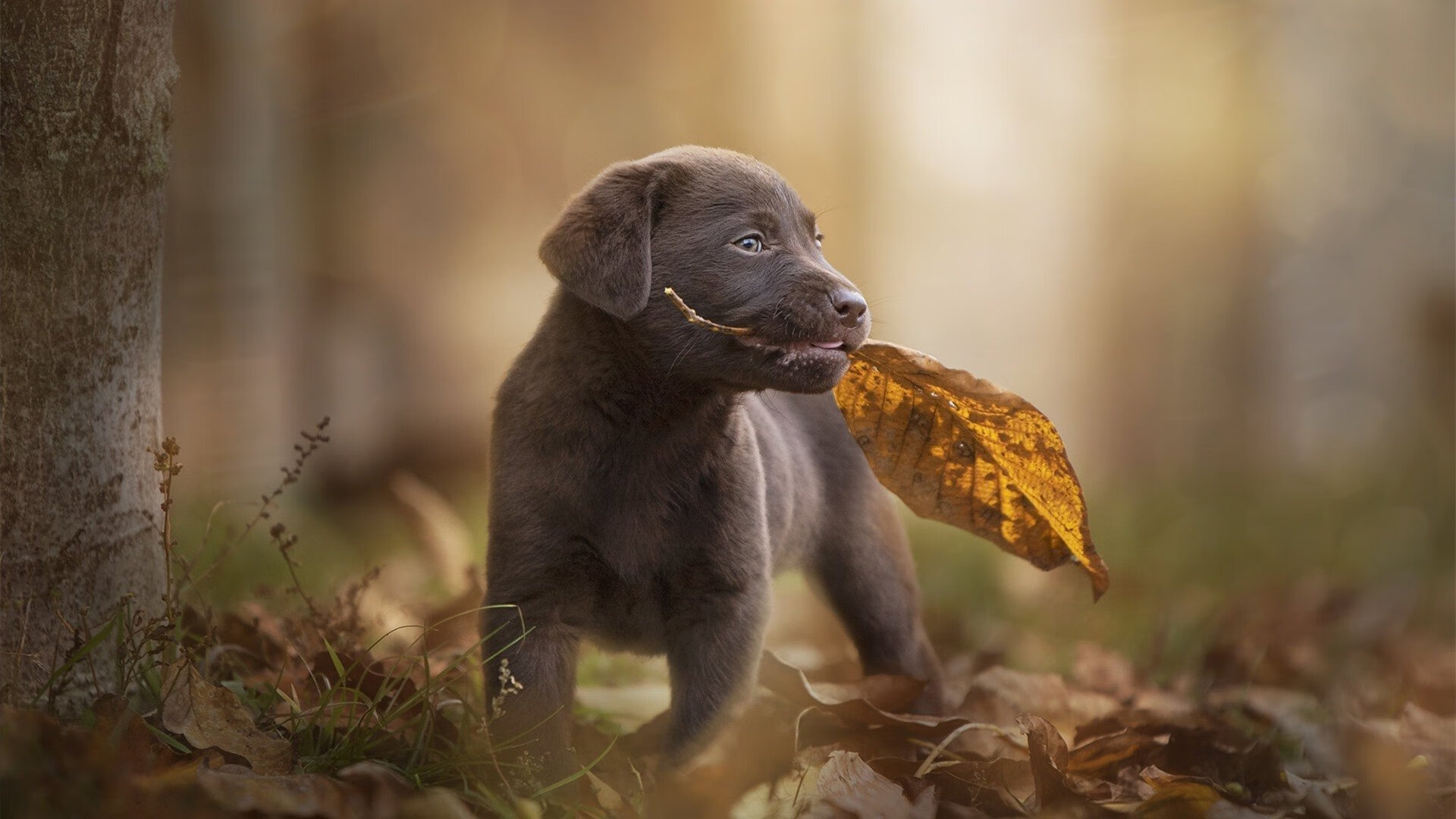 东亚利刃刺穿铁壁，李刚仁如何在墨西哥与几内亚的缠斗中持续制造致命杀伤
