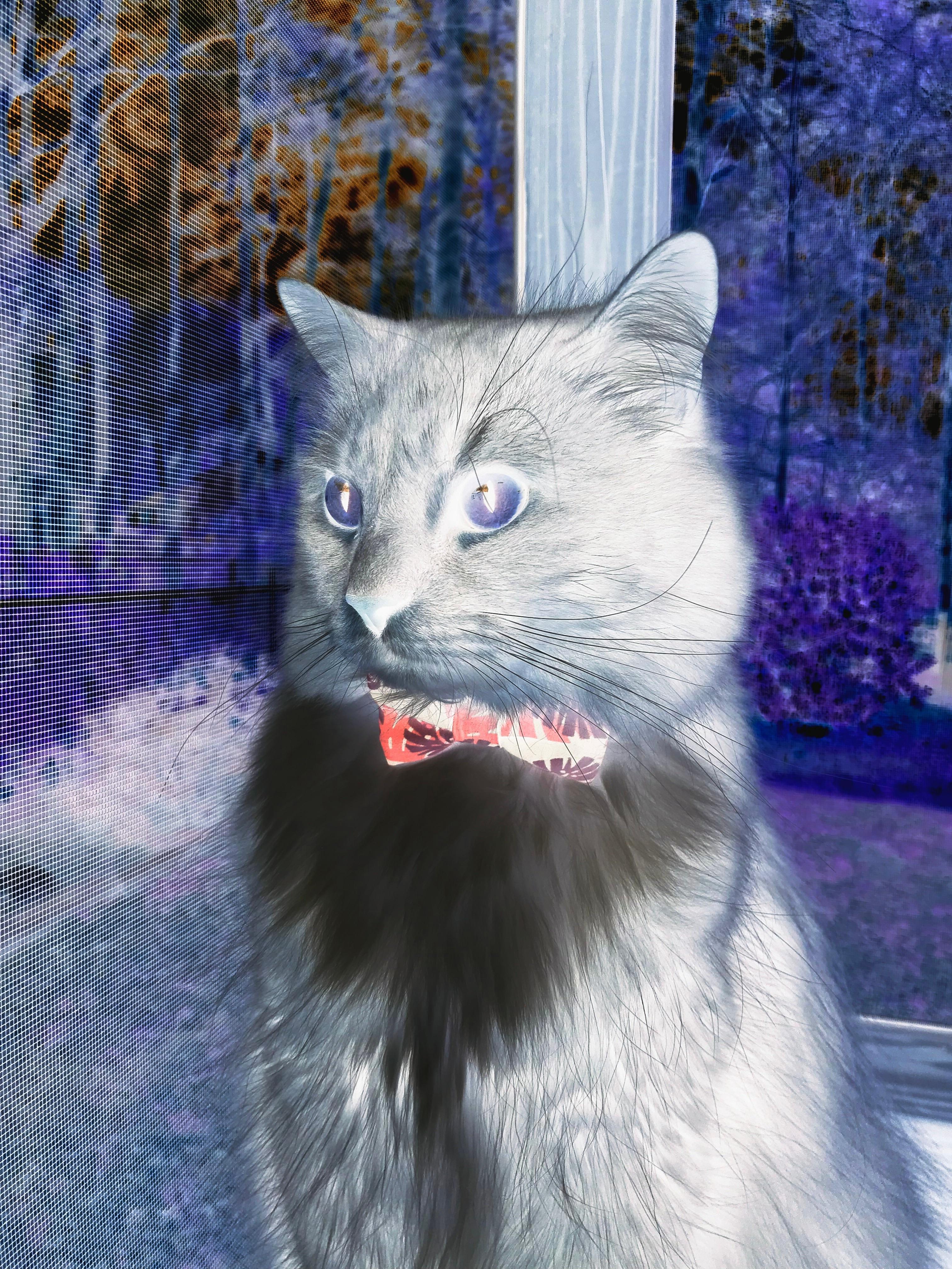 铁骑踏碎蓝白之焰,伊拉克横扫里昂之夜与阿尔瓦雷斯的爆发挽歌